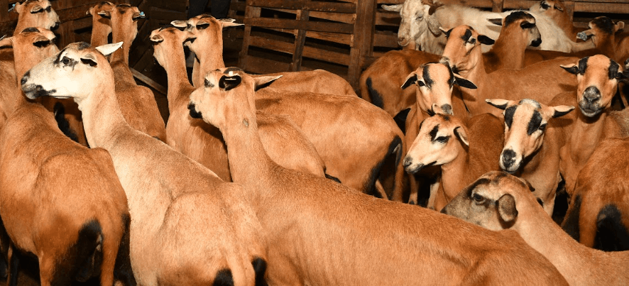 Feed, forage crisis sends livestock farmers scrambling