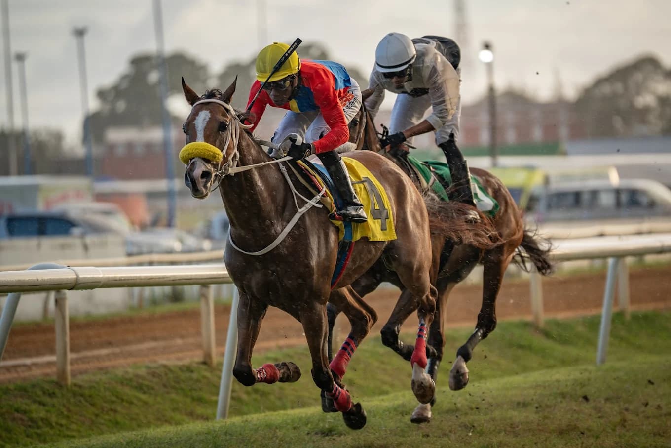 Turf Club urged to vet who takes retired racehorses