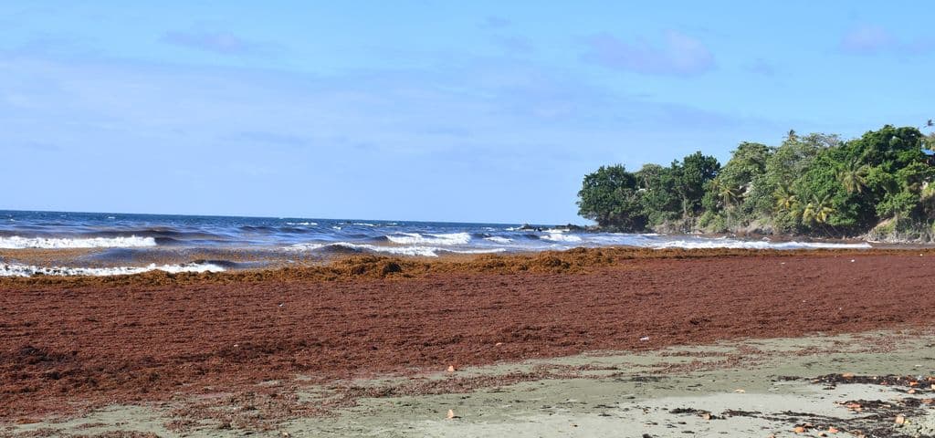 Tourism stakeholders anxious as Tobago’s sargassum seaweed crisis worsens