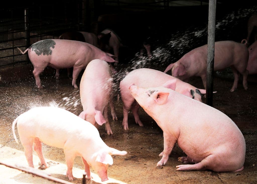 FFOS urges Govt to use Independence Day funds to aid pig farmers