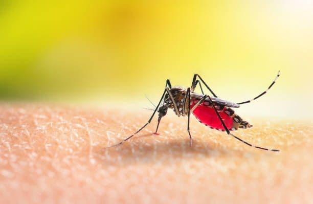 PAHO calls for strengthened mosquito surveillance, vector control in the Caribbean