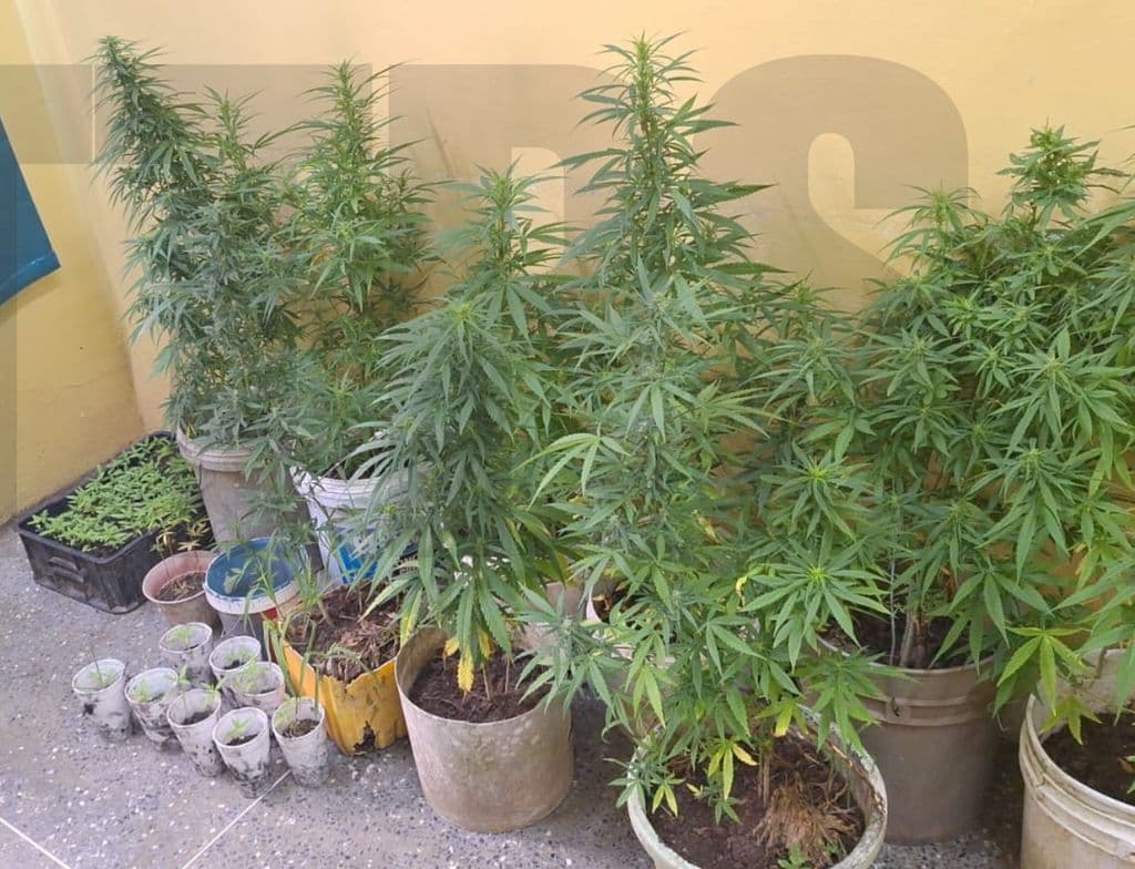 5 arrested, cannabis trees seized in South Western Division