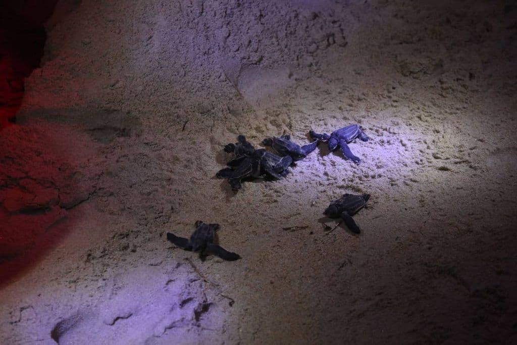 Turtle nesting season begins March 1