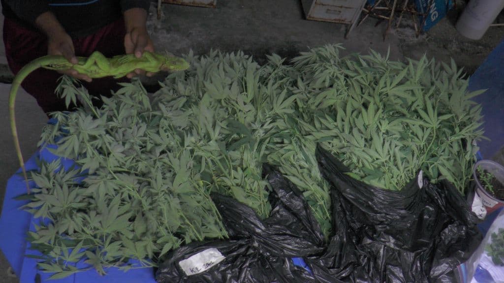 28 cannabis trees seized from Les Coteaux home