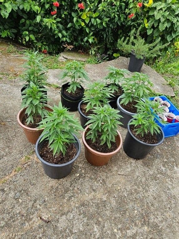32 cannabis trees seized in Tobago