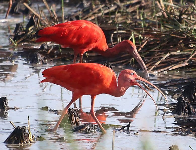 Planning ministry opens survey on biodiversity