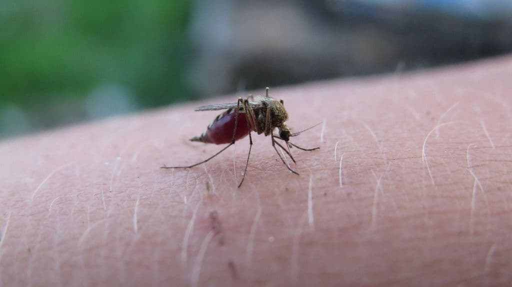 Eighth malaria case confirmed in south Trinidad