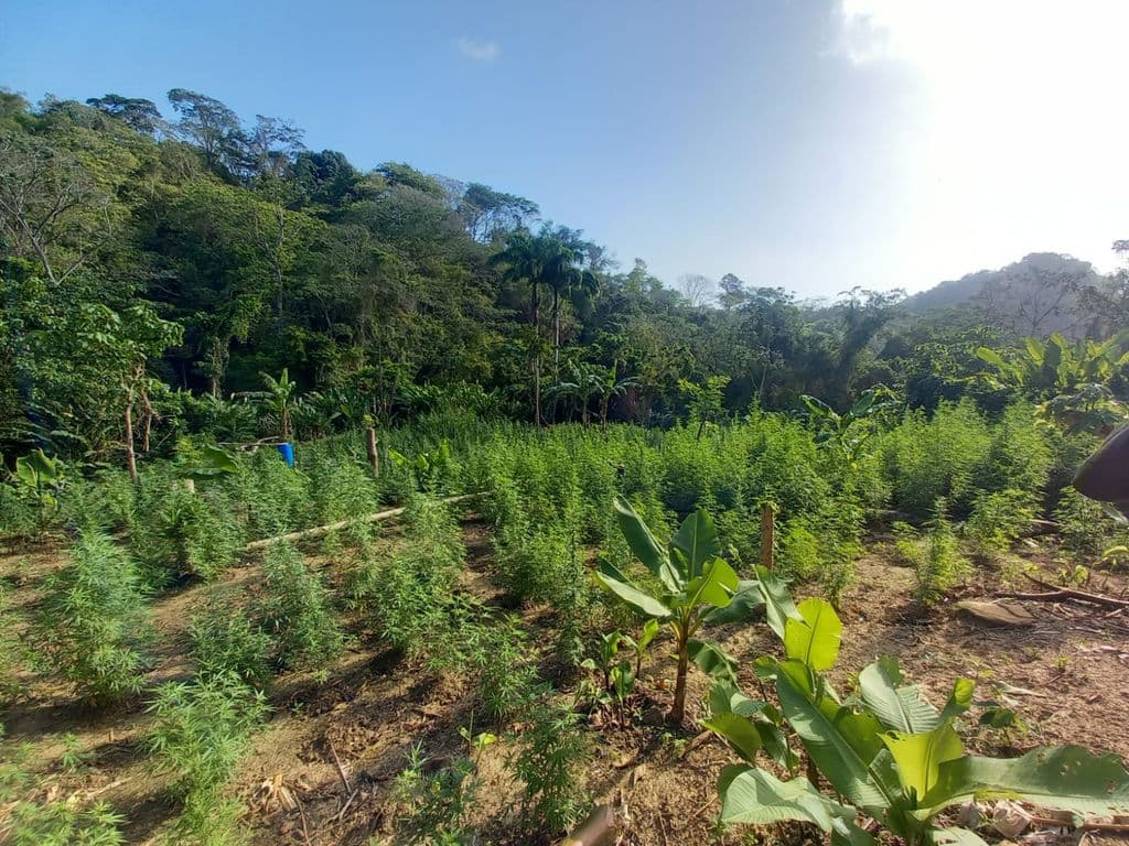 $2.3M cannabis plantation destroyed in Moruga