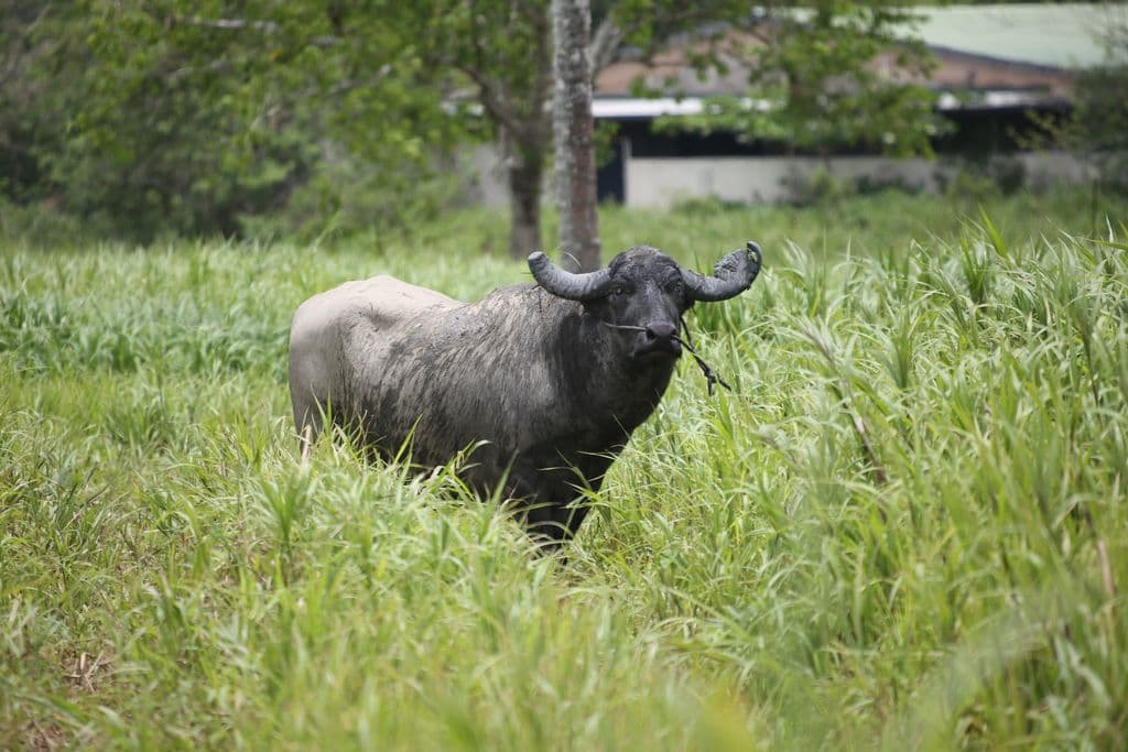 Penal landscaper dies in suspected bison attack