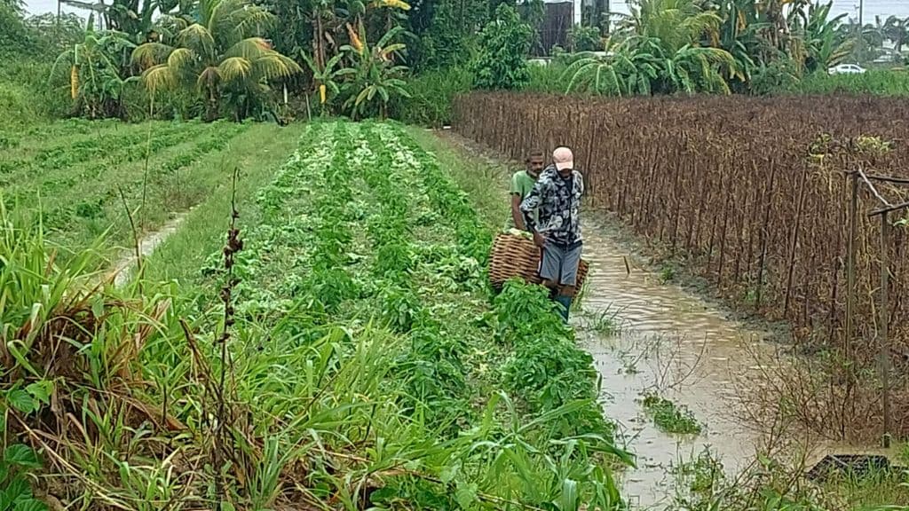 ODPM notifies public of flood-affected areas amid adverse weather