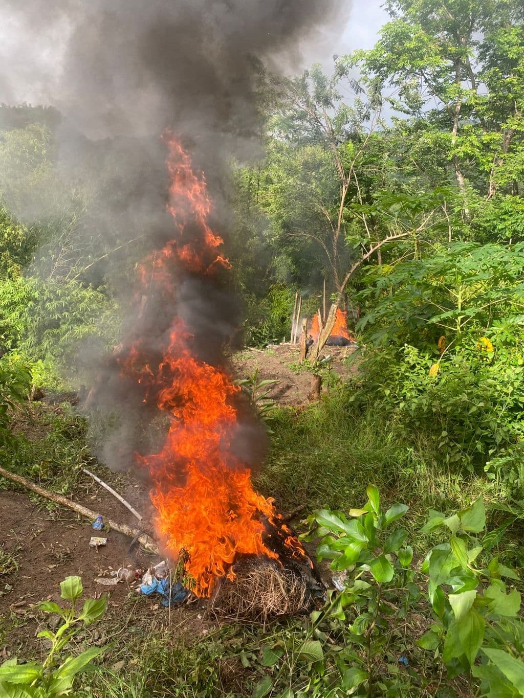 Tobago officers destroy $525,000 cannabis field