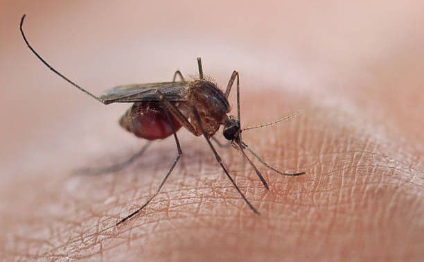 WHO certifies Suriname malaria-free