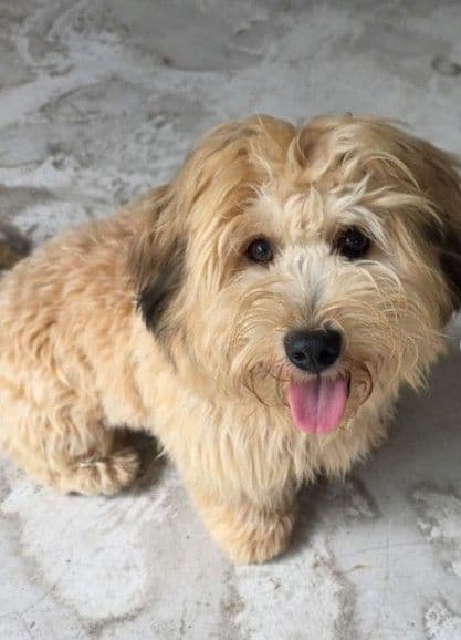 Brian Lara appeals for help finding missing dog