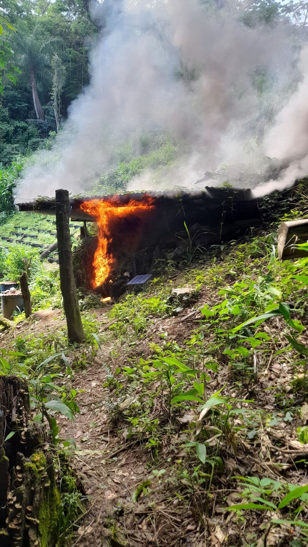 Police destroy $1.39 million in cannabis