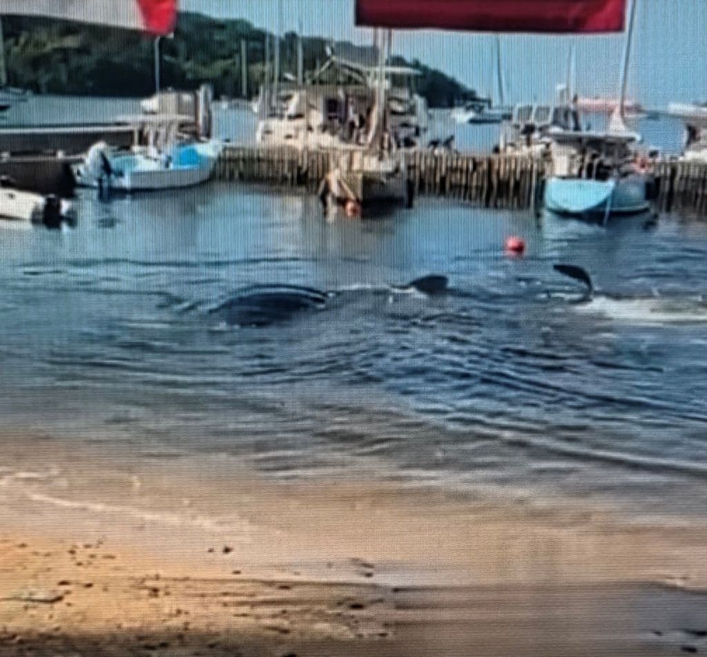 Majestic Whale Shark makes rare appearance in Chaguaramas