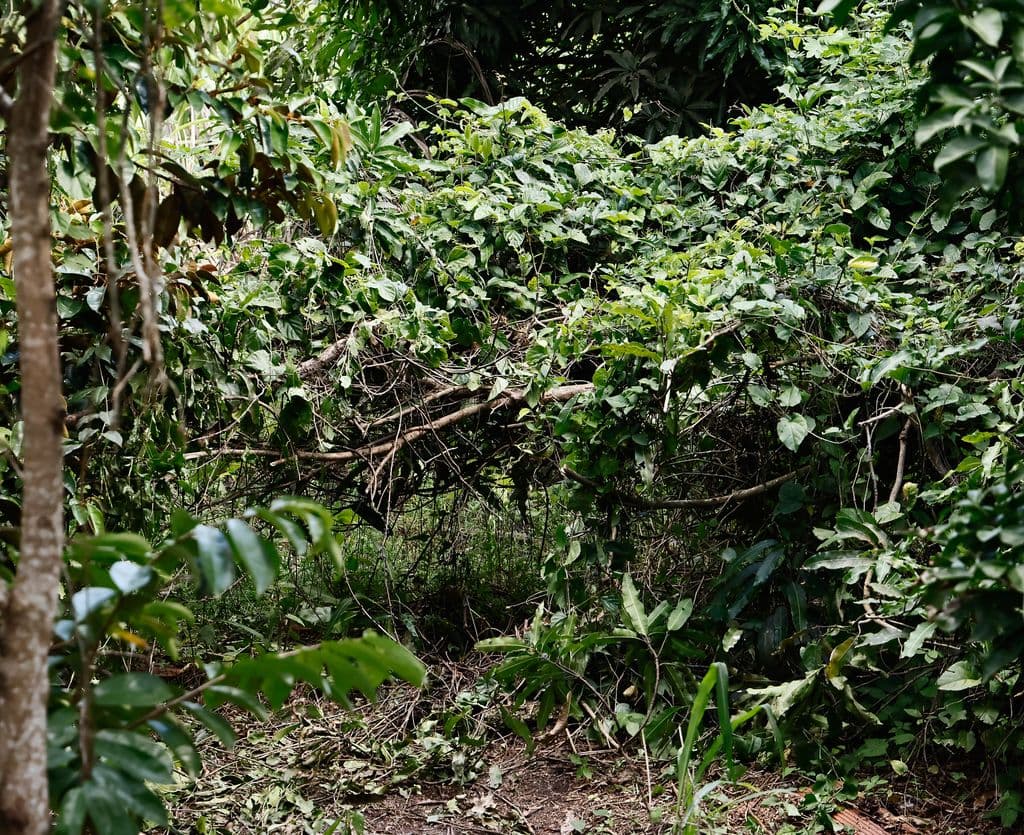 Kidnap victim buried at Heights of Guanapo after $15,000 ransom paid