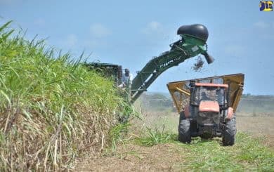 Barbados government pleased with sugar production for 2025
