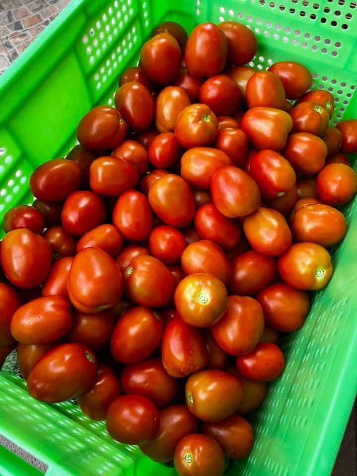 Thief steals 3,000 pounds of tomatoes in Los Iros