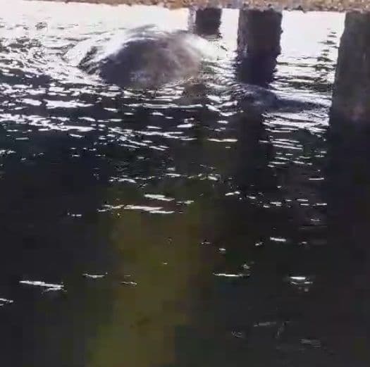 Calls for full necropsy on dead whale shark