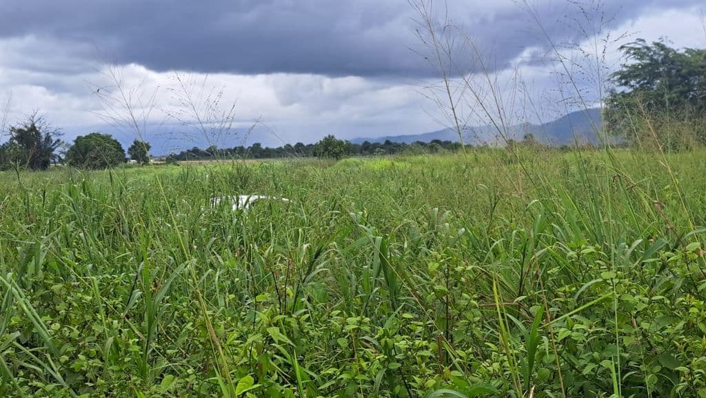 Body of missing man found in Arima bushes