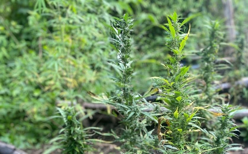 Over $5M worth of cannabis destroyed in Tobago