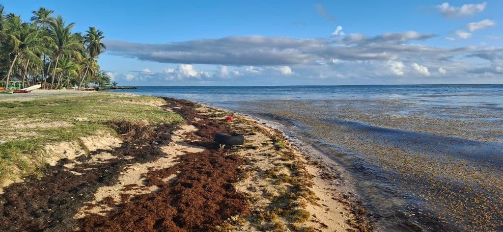 Farley announces clean-up after sargassum blankets Tobago beaches