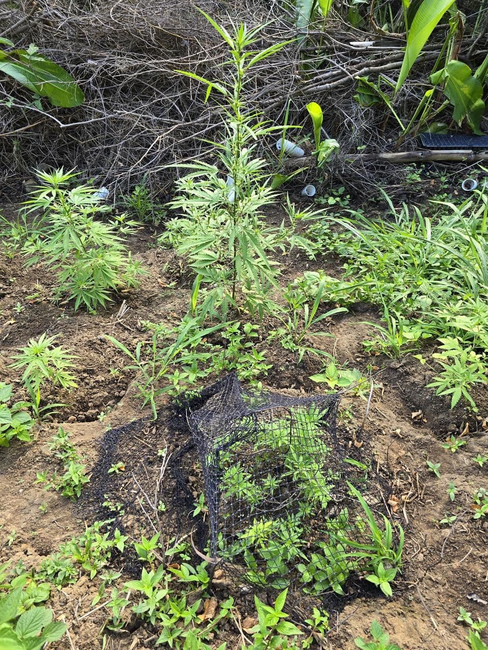 Cannabis field destroyed in Tobago