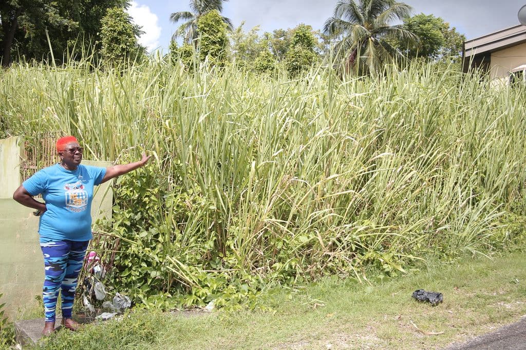 San Fernando pensioner begs for clean-up of abandoned lot