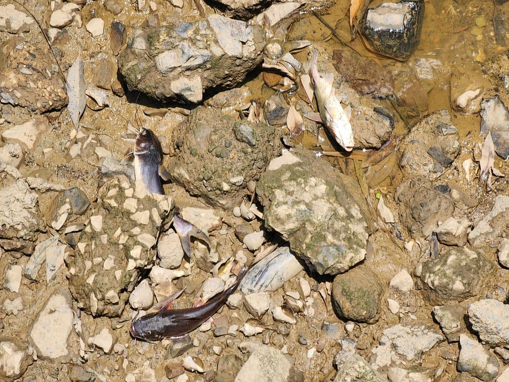 IMA takes samples from polluted South Oropouche River