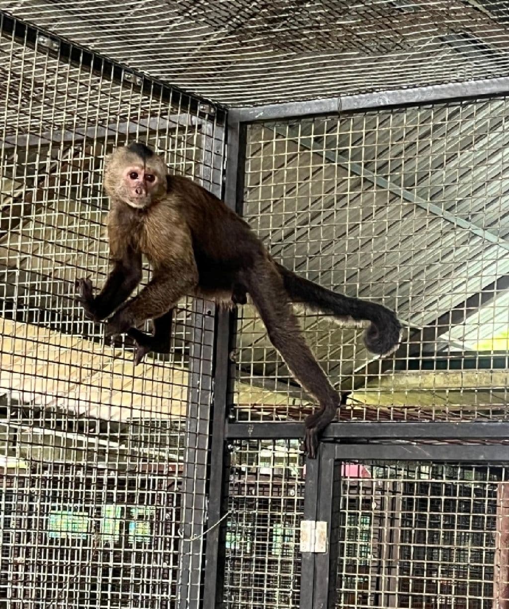 Primate monkeying around Maraval Road caught by zookeepers
