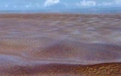 New initiatives to deal with sargassum in Belize