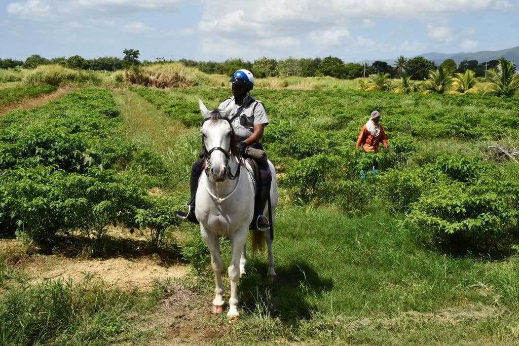 Mounted police patrols introduced to protect Orange Grove farmers
