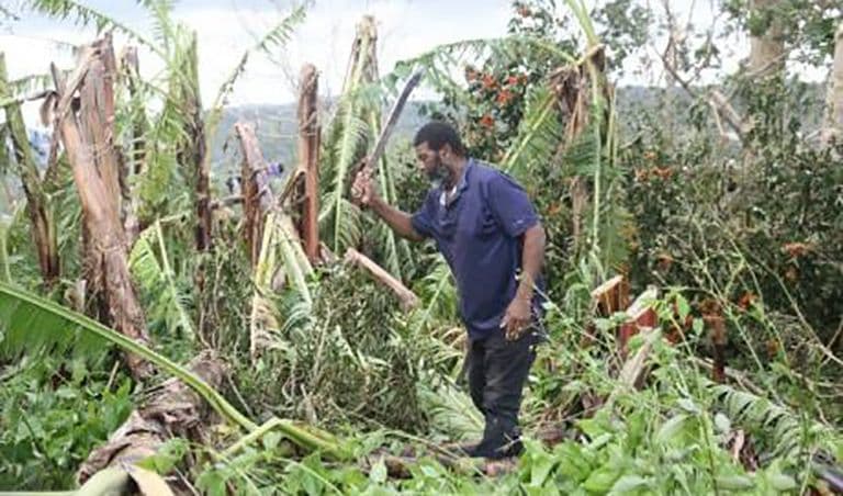 Jamaican minister: Agricultural damage “a crippling blow to farmers”