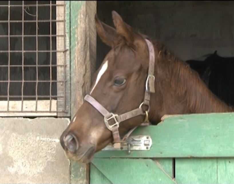 Mounted Branch officer and police horse injured in St Clair accident