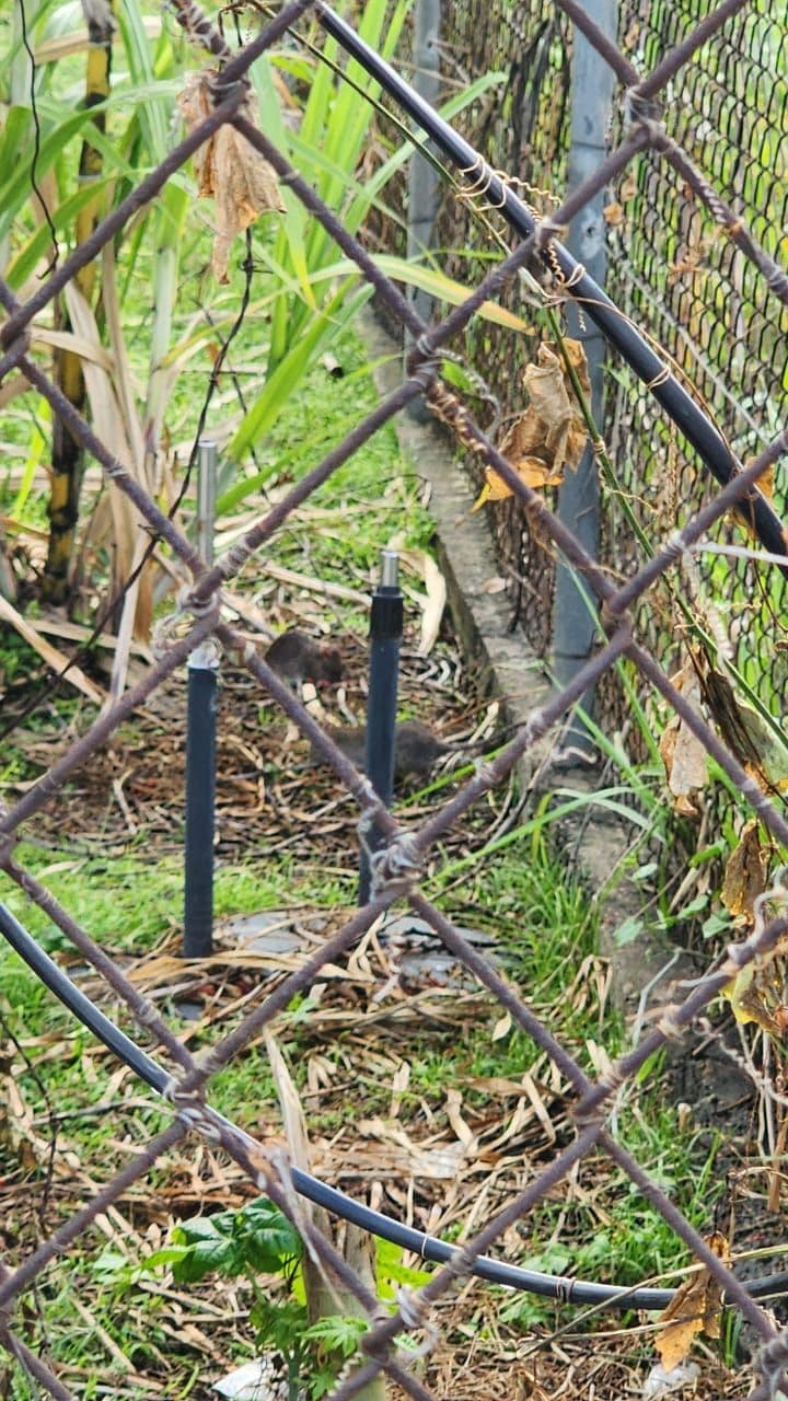 El Socorro South parents raise alarm over rat infestation