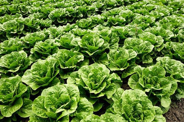 Lettuce thief sentenced to six months