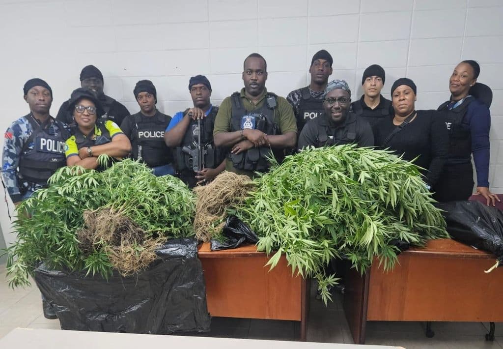 One held, marijuana plants seized in early morning raid
