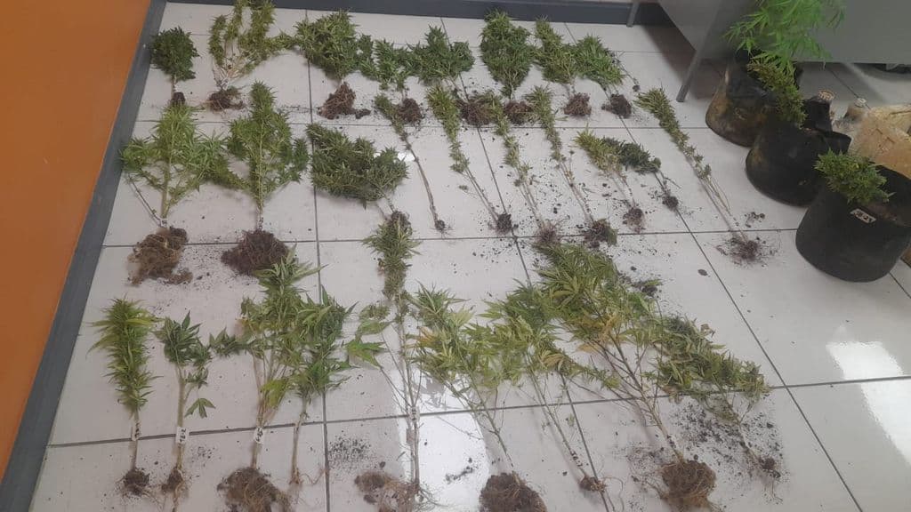 Two held after 85 marijuana plants found