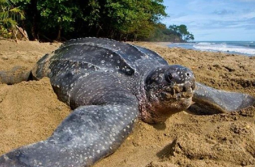 Decline in turtle nesting prompts call for protection