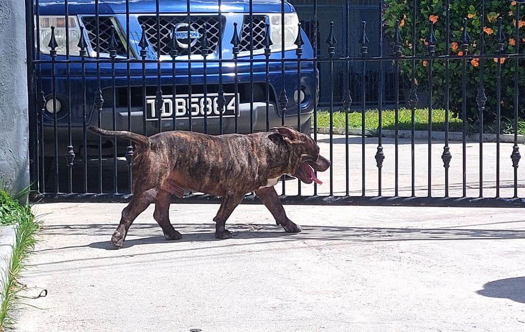 Valsayn residents fear for safety after home invasion