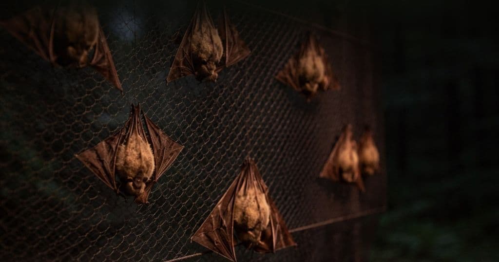 Anti-Rabies Unit resumes night trapping exercises