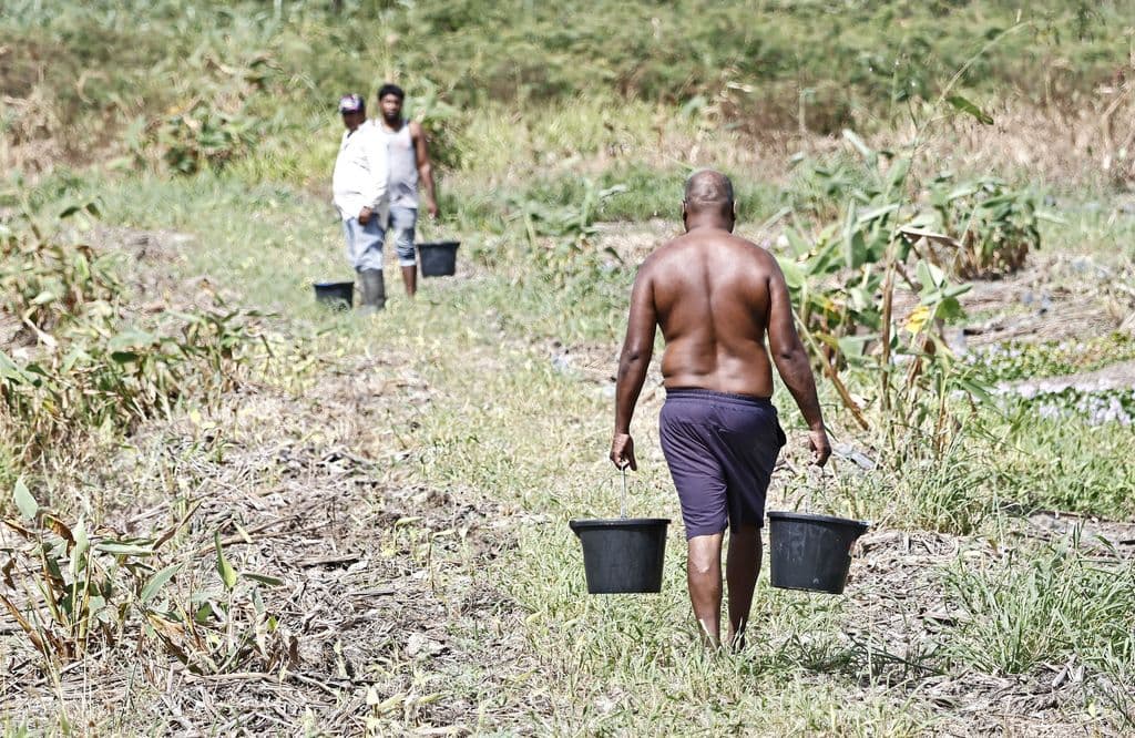 Minister: Govt moving to cut food import bill amid global crisis