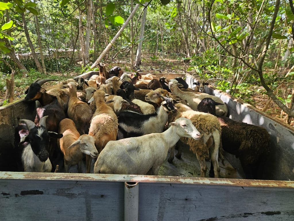 Infected sheep and goats euthanised after livestock seizure in Cedros