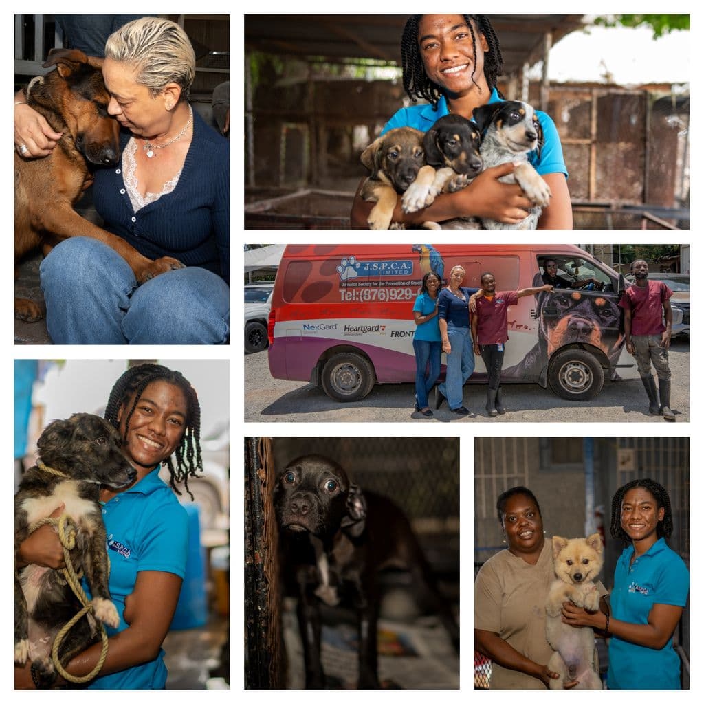 Angostura aids Jamaica recovery through JSPCA partnership