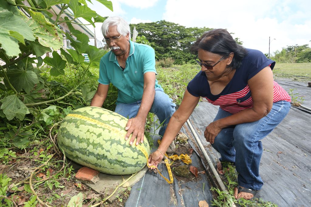 Princes Town farmer strikes again with 100-pound watermelon