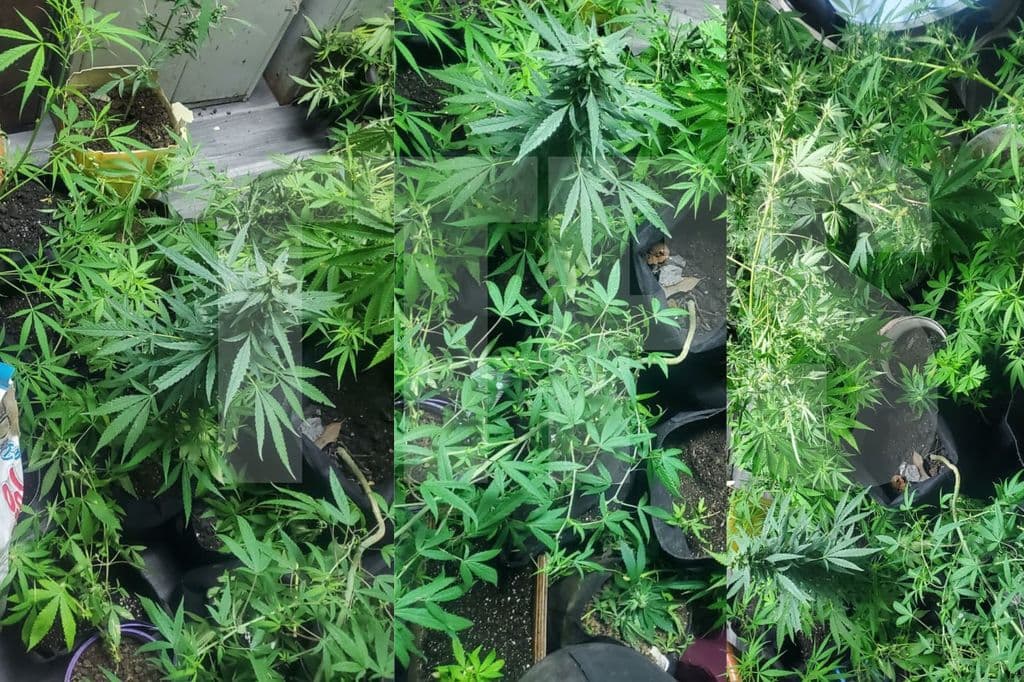 Over 60 cannabis plants seized in Claxton Bay operation