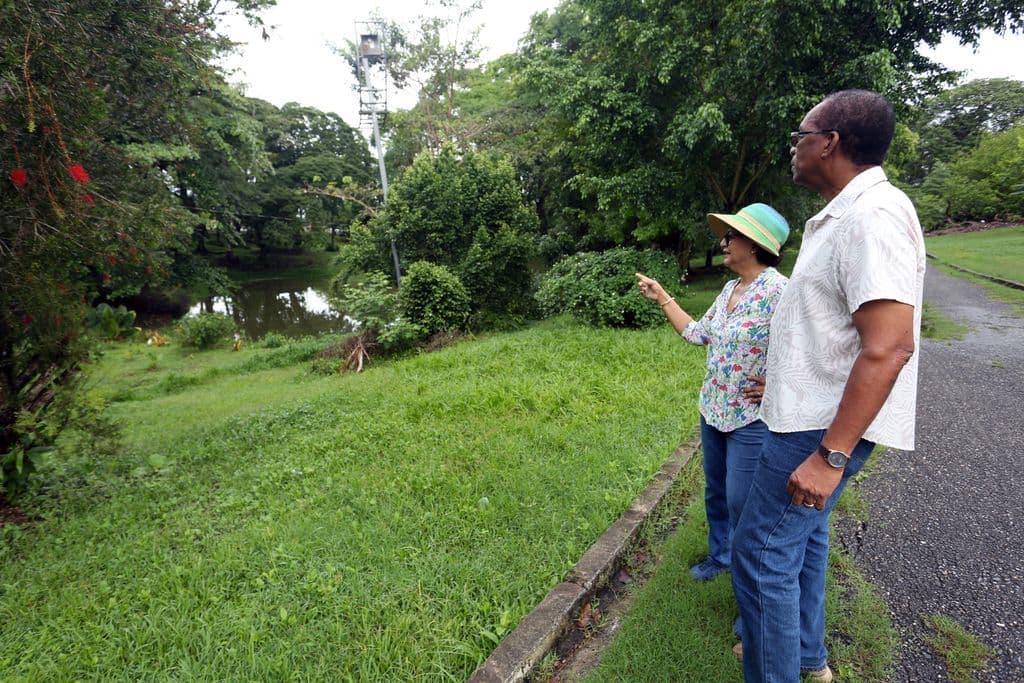 Rare papyrus plant among items stolen from Palmiste Park