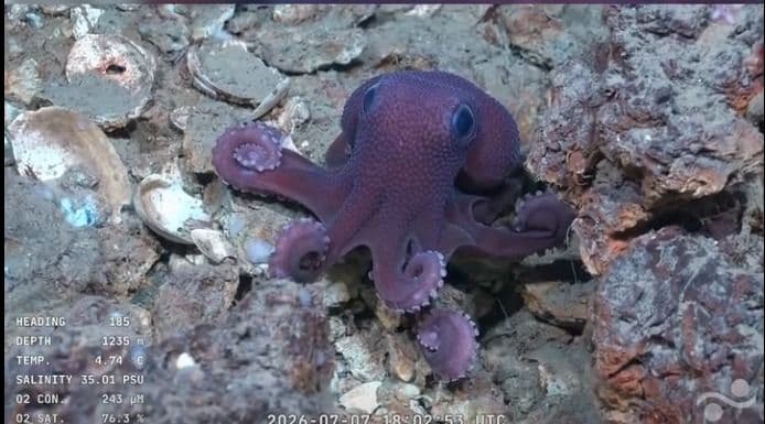 Possible new deep-sea octopus species found off T&T