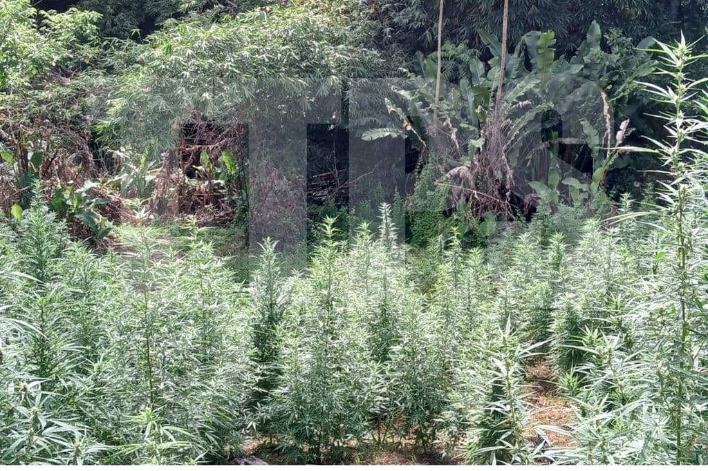 $5m cannabis fields destroyed in Moruga crackdown