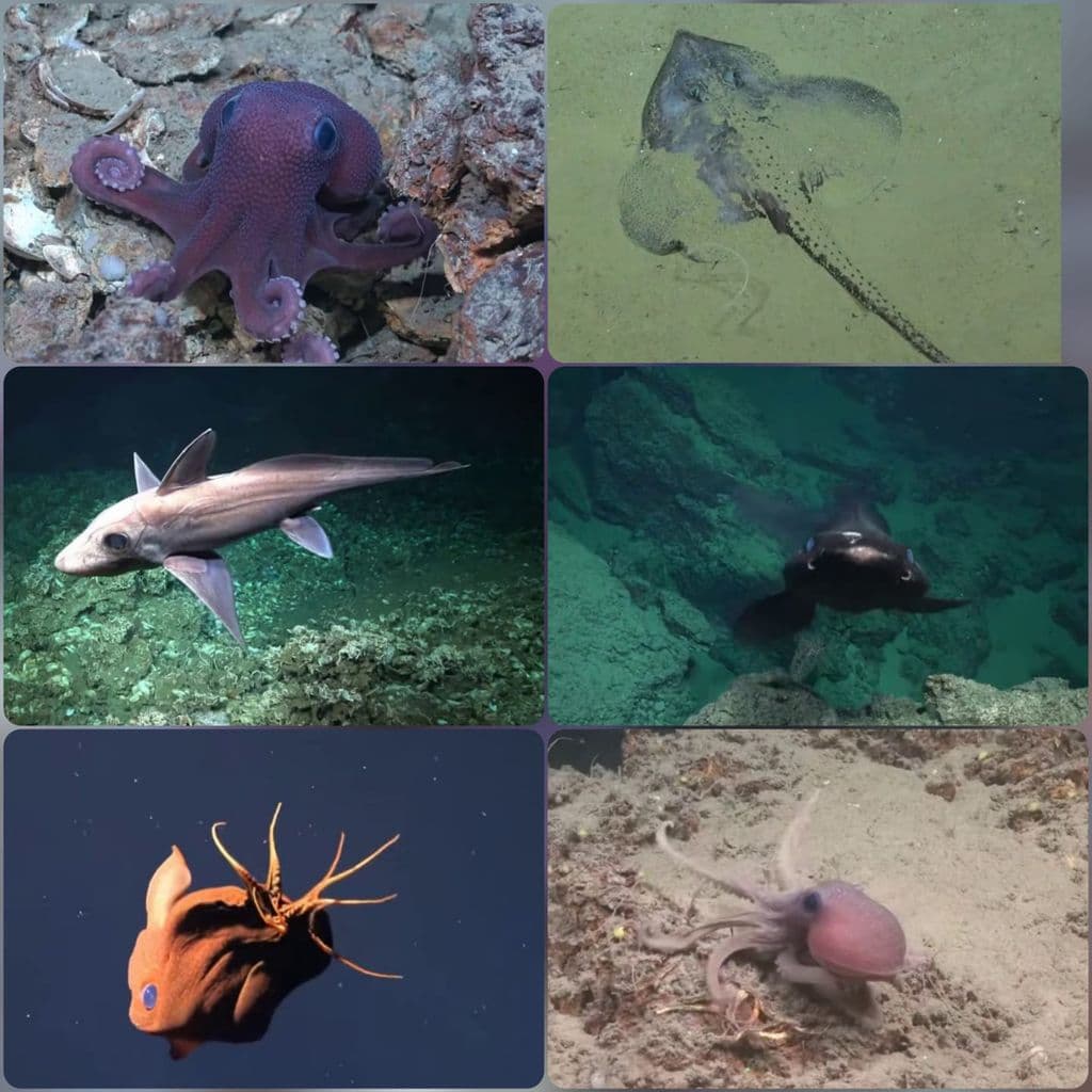 Before we mine the deep sea, do we know what we’re losing?